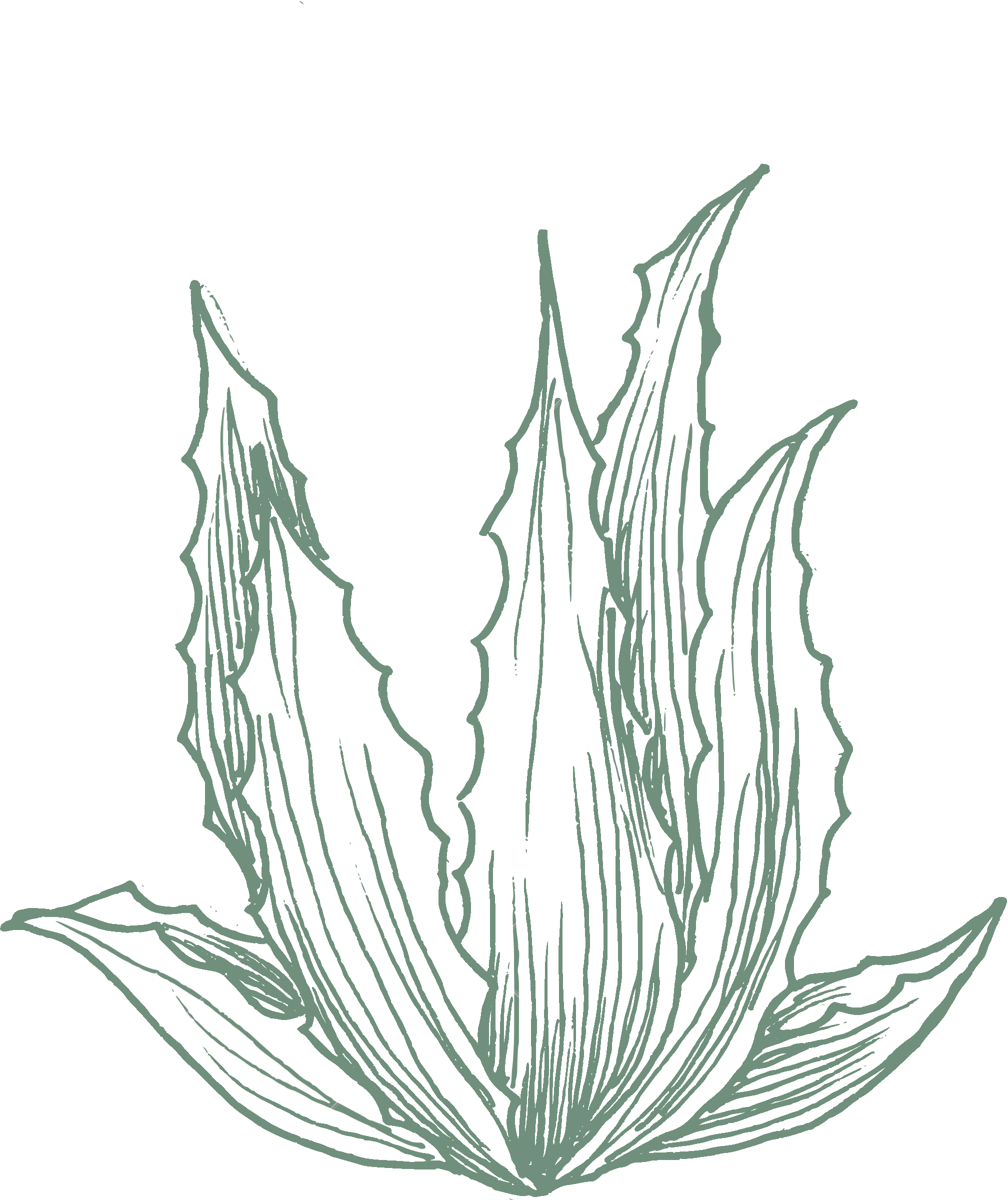 plante aloe vera